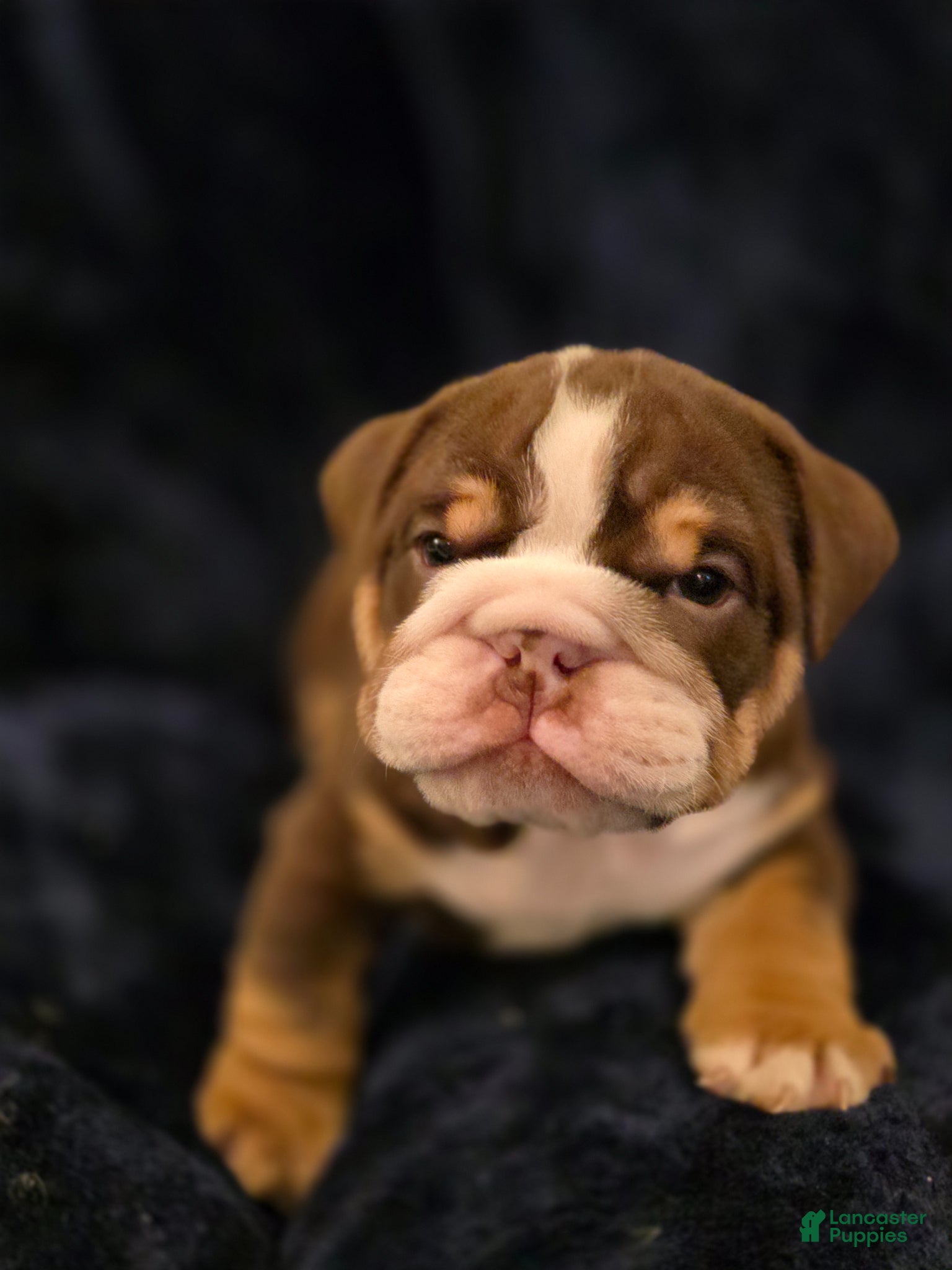 English Bulldog dogs Trip - Ad 14
