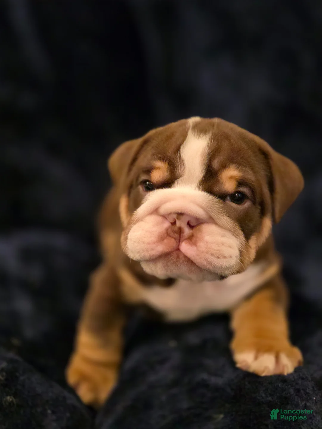 English Bulldog dogs for sale: Trip - Ad 1