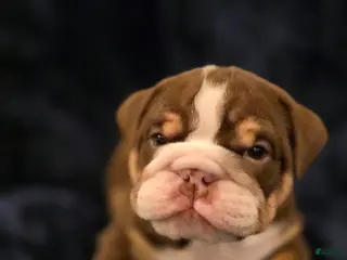 English Bulldog dogs Trip - Ad 14