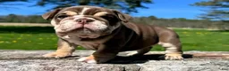 English Bulldog dogs for sale: DOLLY - CHOCOLATR TRI MERLE PRINCESS IN HOLLYWOOD - USA DELIVERY - Ad 3