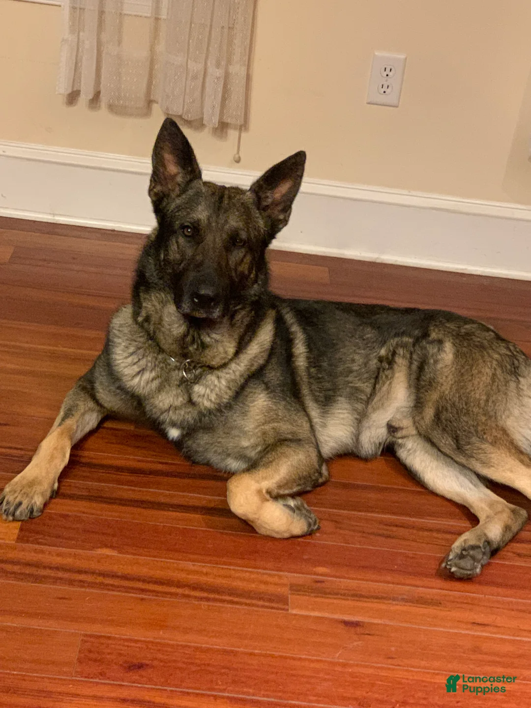 Gallery Image {{count}}