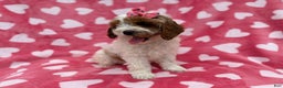 Cockapoo dogs for sale: Gumdrop  - Ad 8