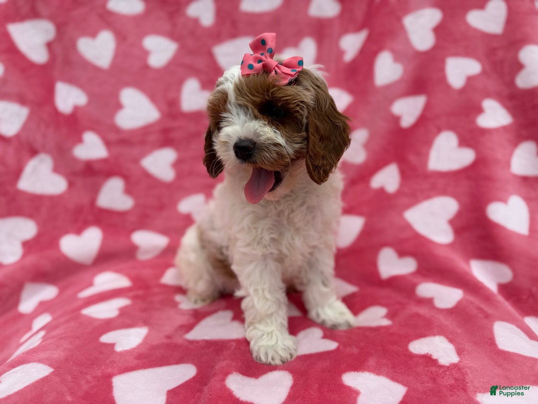 Cockapoo dogs for sale: Gumdrop  - Ad 8