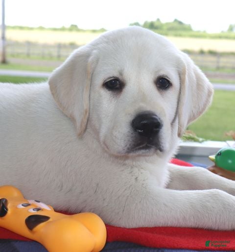 Labrador Retriever dogs Jackson- English Champ lines - Ad 2