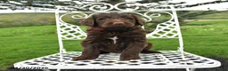 Labradoodle dogs for sale: Emily - Ad 1