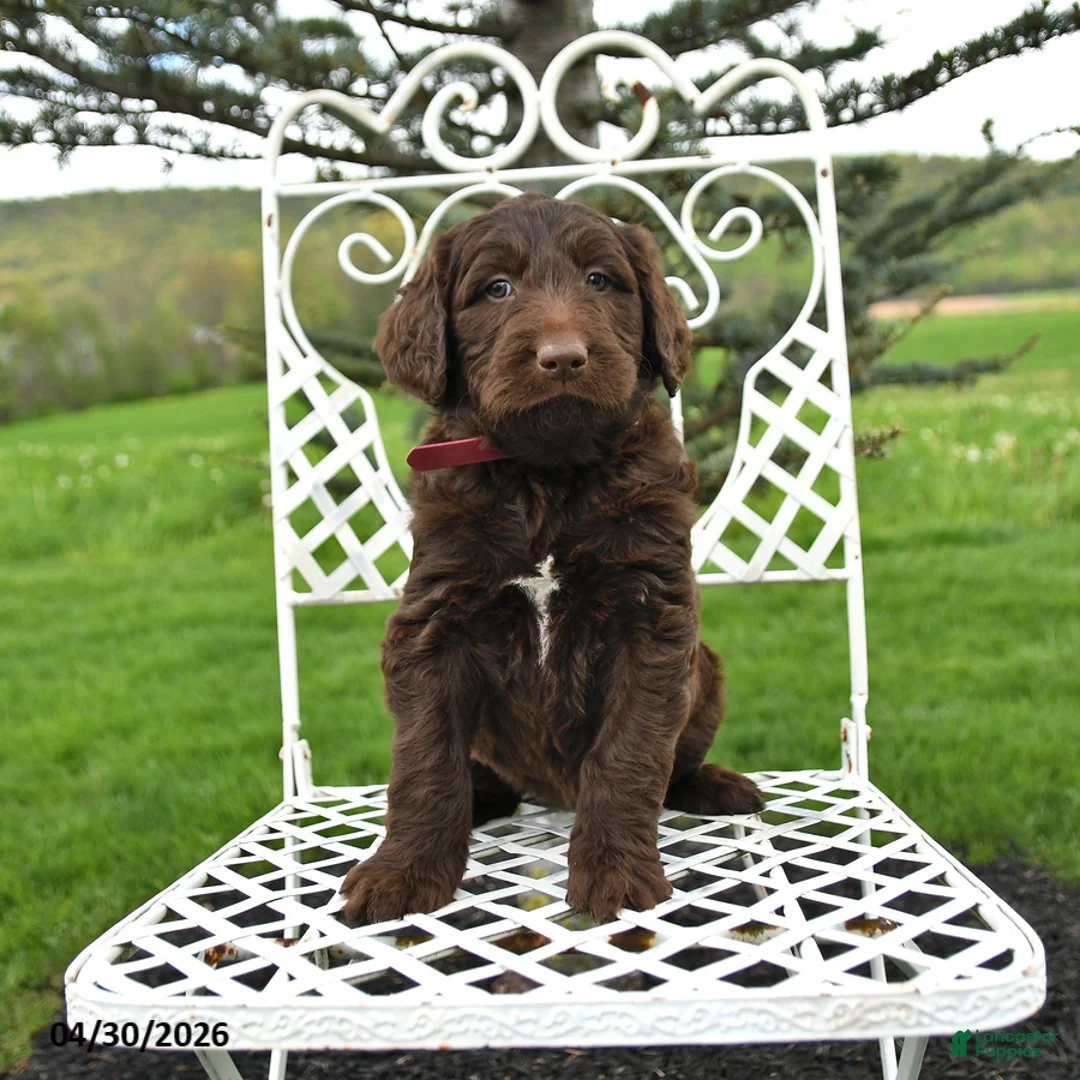 Labradoodle dogs for sale: Emily - Ad 1