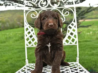 Labradoodle dogs for sale: Emily - Ad 1