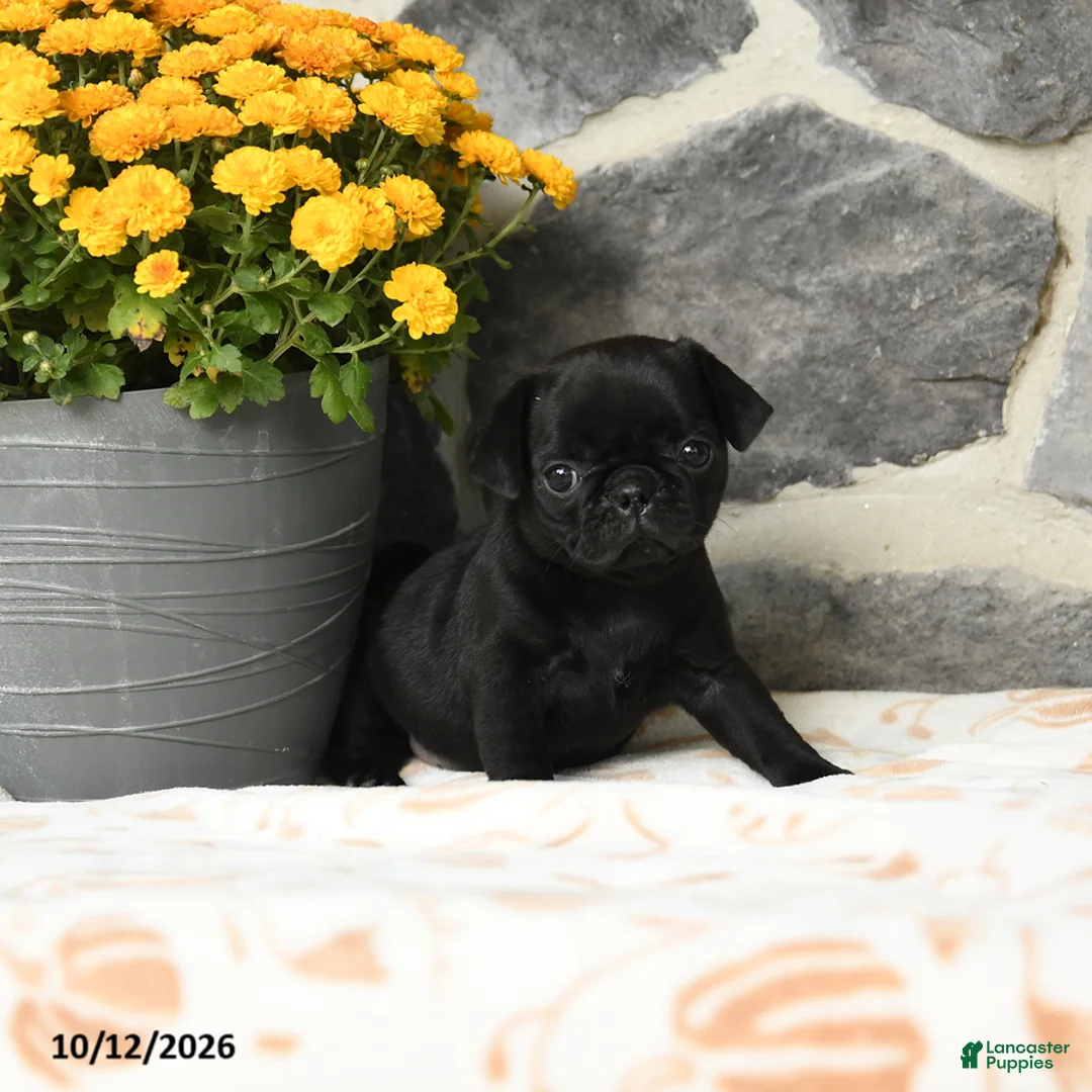 Pug dogs for sale: Dumpling - Ad 2