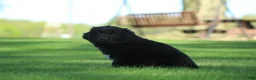 Newfoundland dogs for sale: Jed - Ad 6