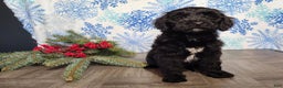 Mini Bernedoodle dogs for sale: Grace - Ad 18