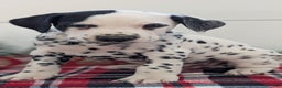 Dalmatian dogs for sale: Jasper - Ad 8