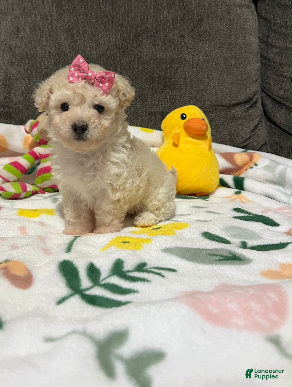 Toy Poodle dogs Coco  - Ad 1