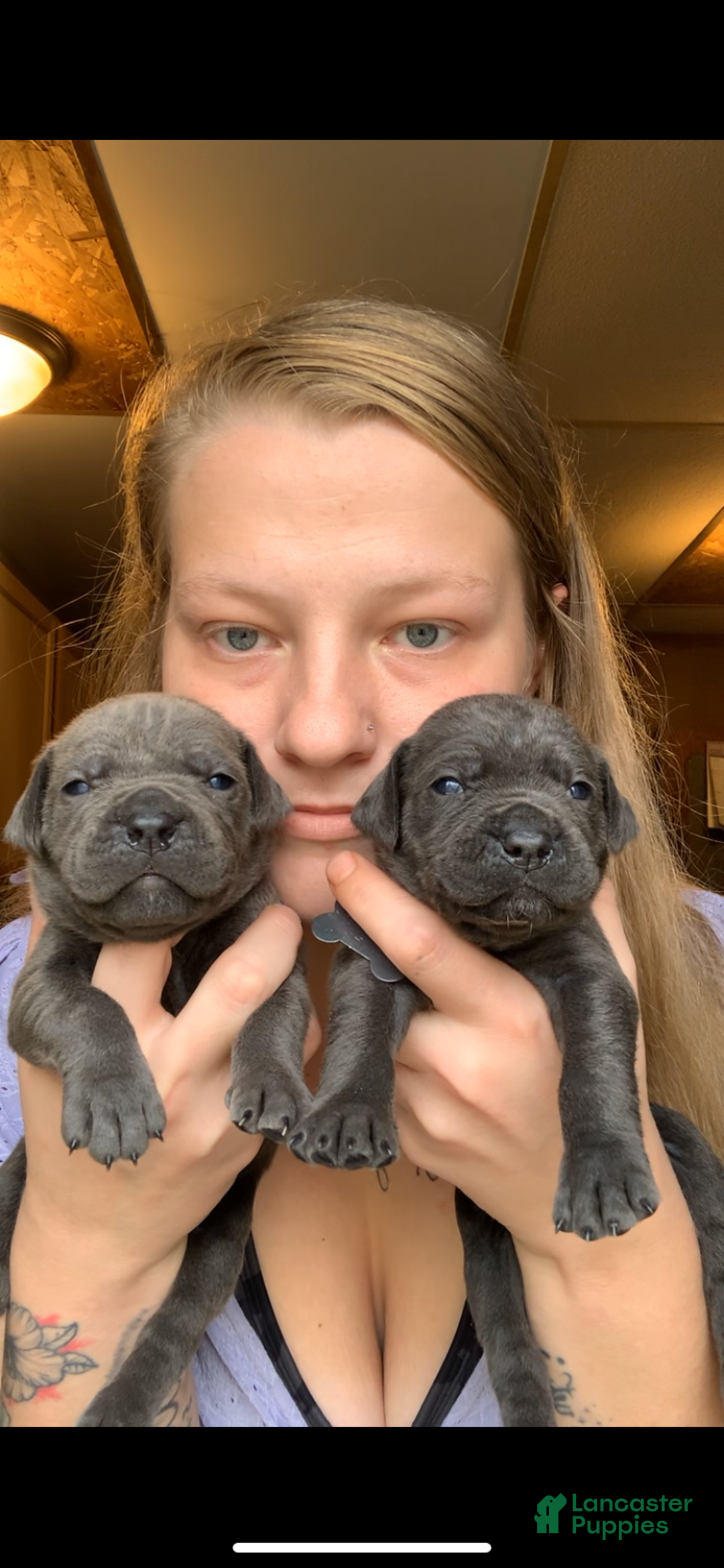 Cane Corso dogs for sale: Cane Corso Puppy 4 - Ad 2