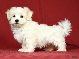 Maltese dogs - Ad 6