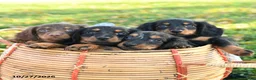 Miniature Dachshund dogs for sale: Leaf - Ad 5