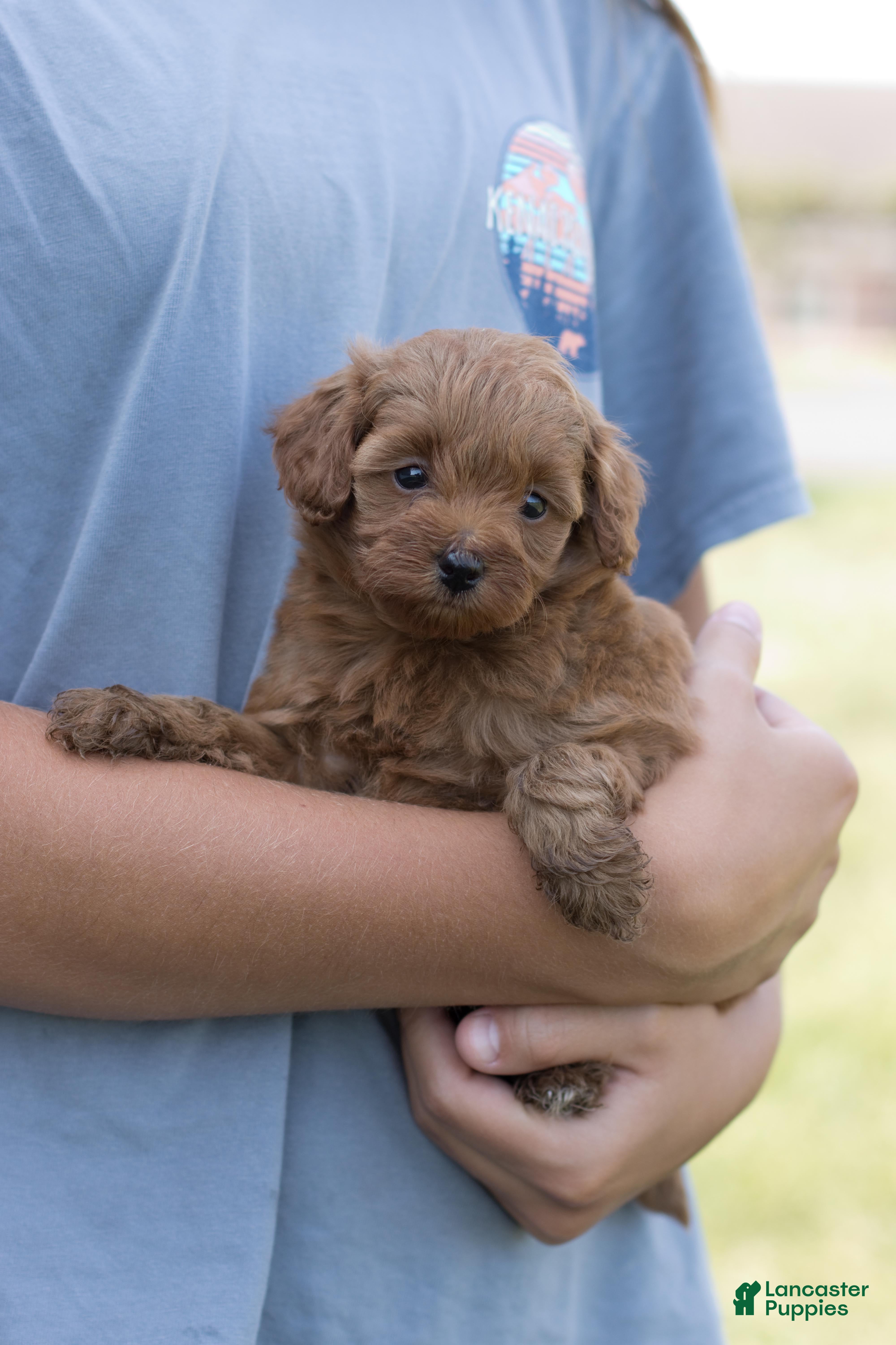 Mini Goldendoodle dogs Pixie - Ad 2