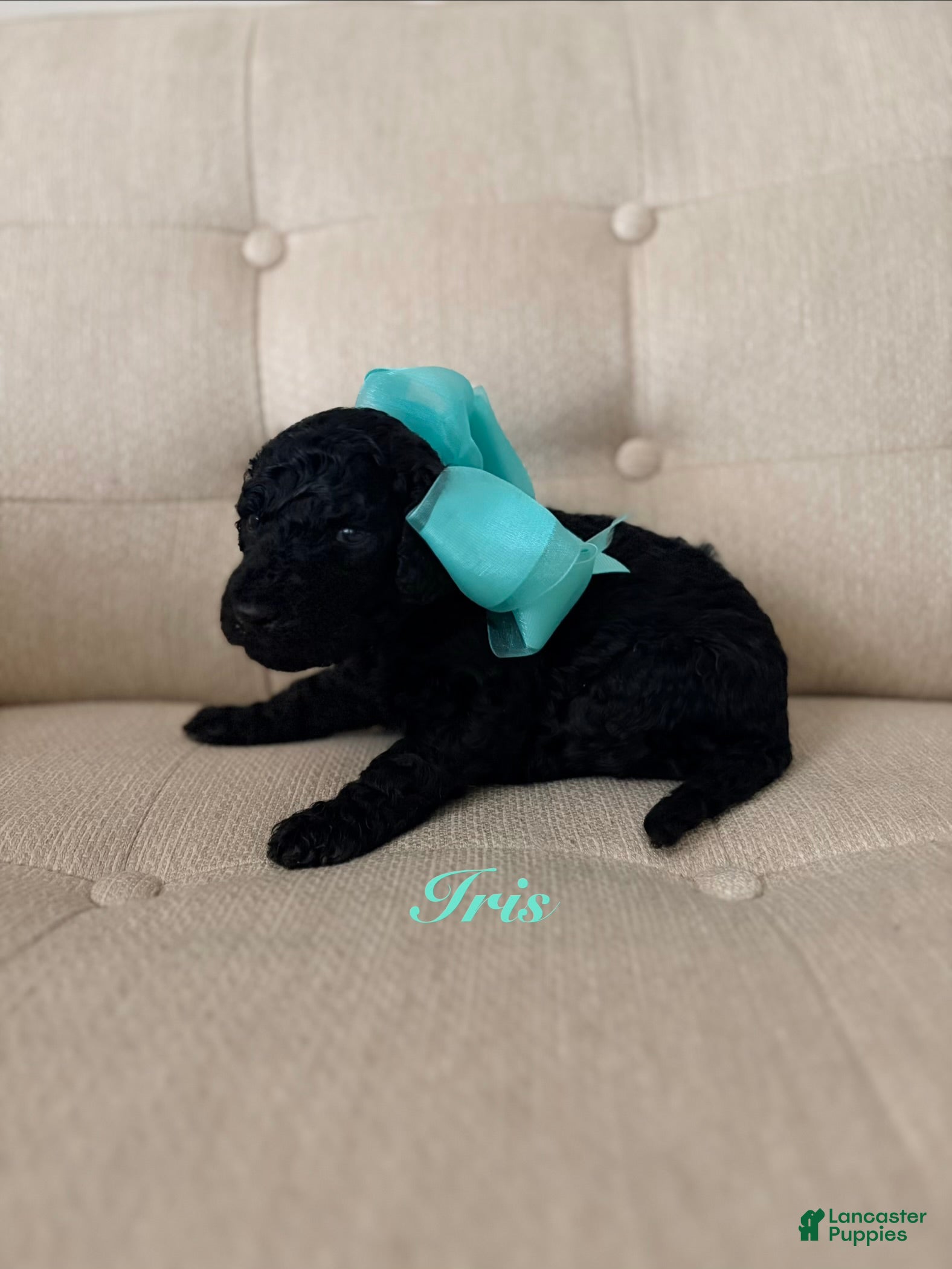 Standard Poodle dogs Iris - Ad 15
