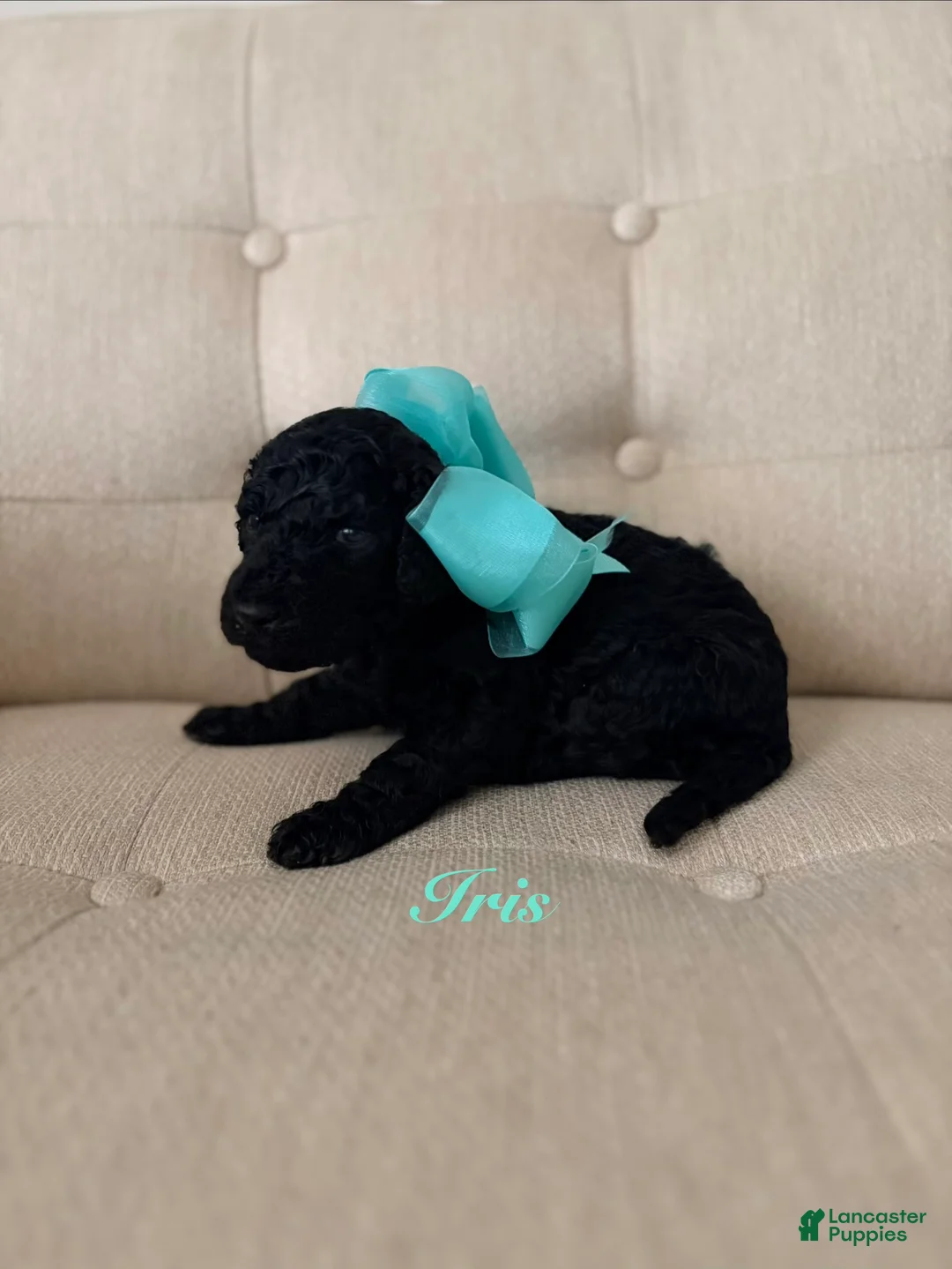 Standard Poodle dogs for sale: Iris - Ad 2