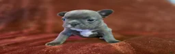 French Bulldog dogs for sale: Mable - Ad 4