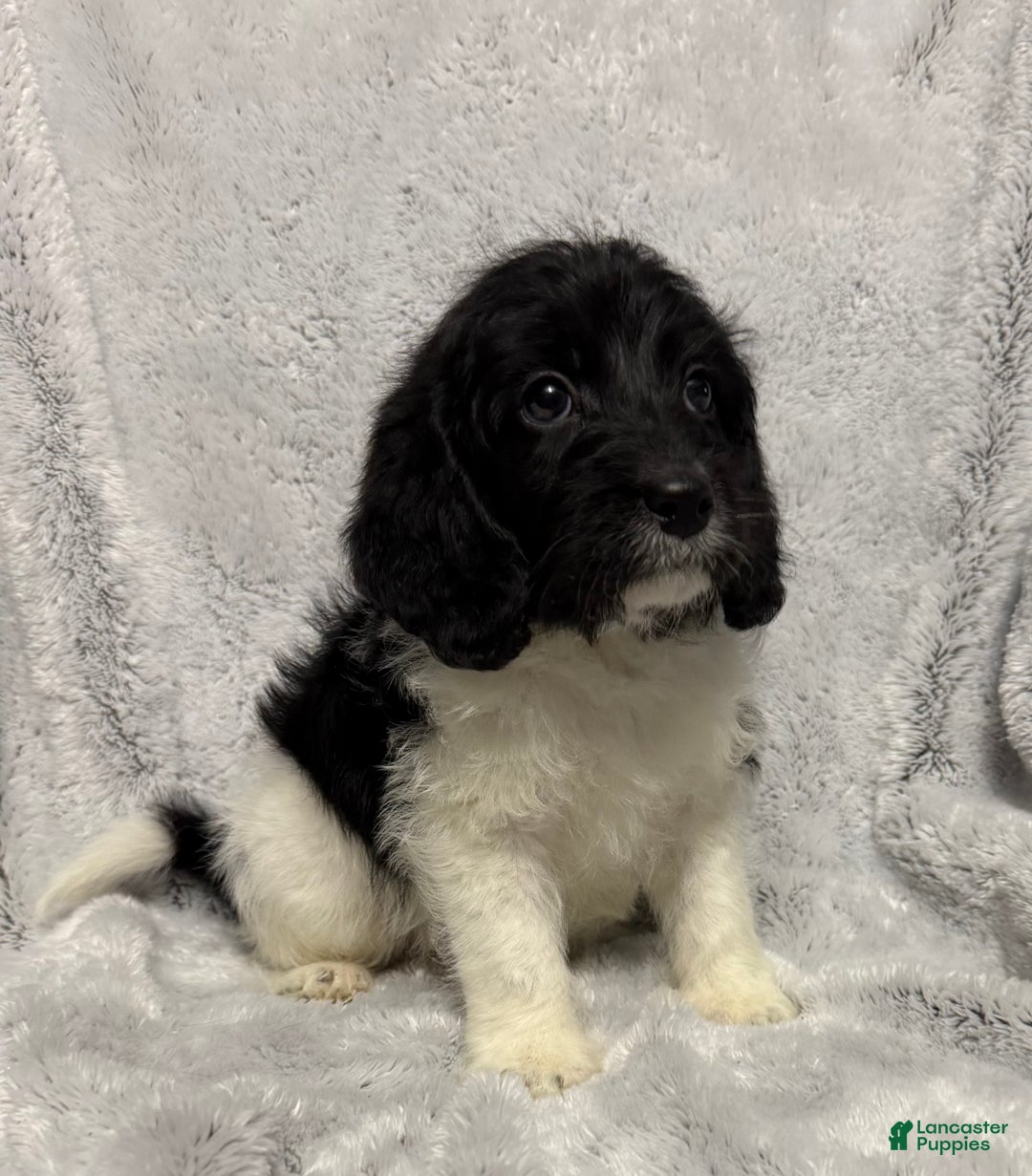 Mixed Breed dogs for sale: Cade - Ad 3