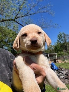 Labrador Retriever dogs Orange Collar Male - Ad 40