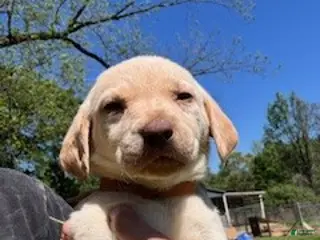 Labrador Retriever dogs Orange Collar Male - Ad 40