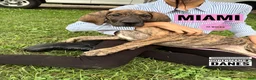 Great Dane dogs for sale: Miami - Ad 10