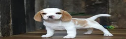 Beagle dogs for sale: Walker - Ad 5