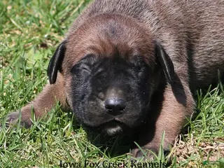 Mixed Breed dogs Brutus - Ad 7