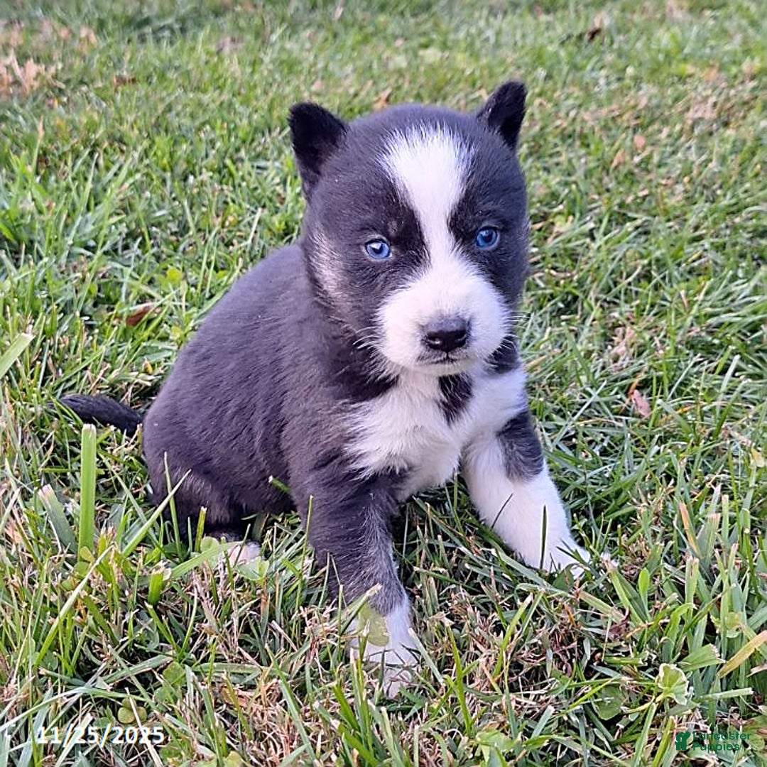 Gerberian Shepsky dogs for sale: Henry - Ad 1