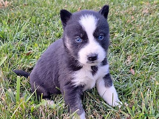 Gerberian Shepsky dogs Henry - Ad 41