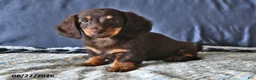 Miniature Dachshund dogs for sale: Echo - Ad 4
