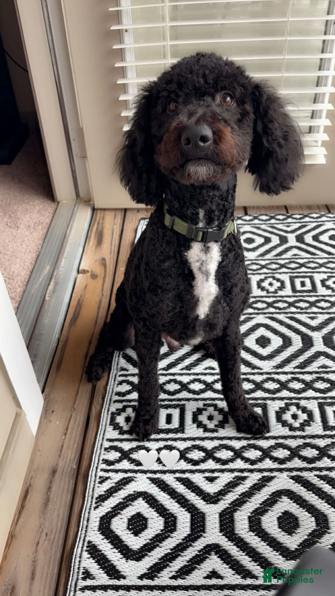 Mini Goldendoodle dogs for sale: Mini Goldendoodle Puppy 1 - Ad 1