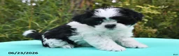 Shih Tzu dogs for sale: Summer - Ad 3