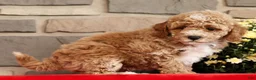 Mini Goldendoodle dogs for sale: Bruno - Ad 4