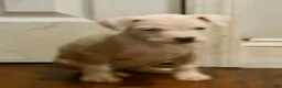 American Pit Bull Terrier dogs for sale: American Pit Bull Terrier 5 - Ad 3