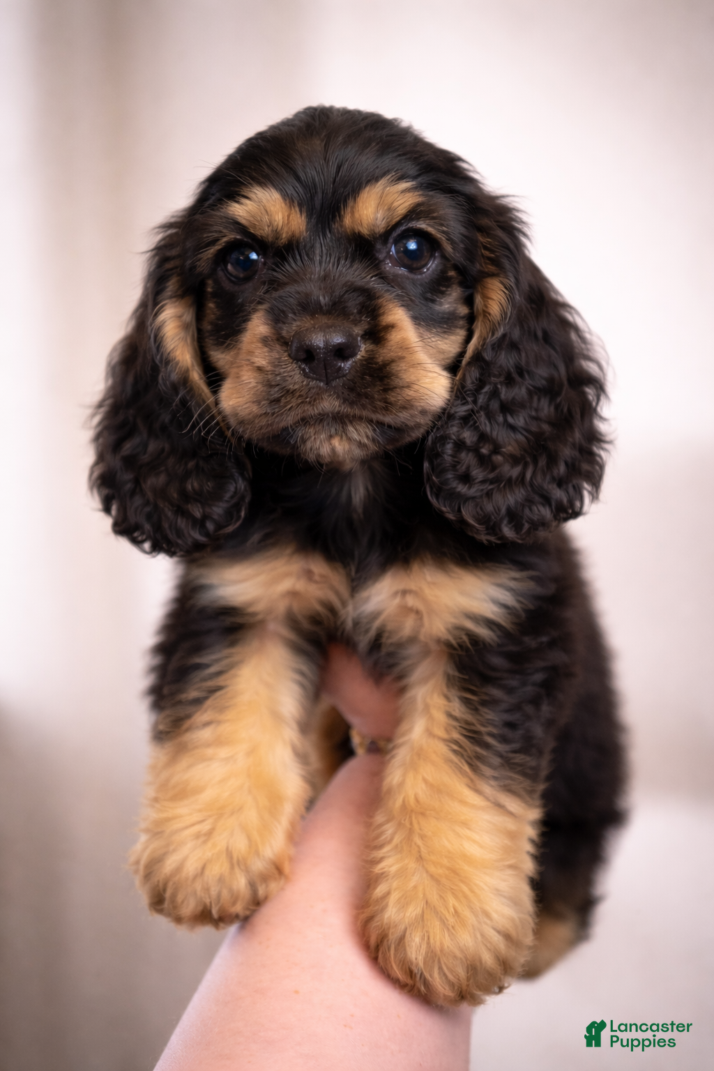 Cocker Spaniel dogs Mikey - Ad 42