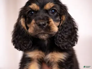 Cocker Spaniel dogs Mikey - Ad 42
