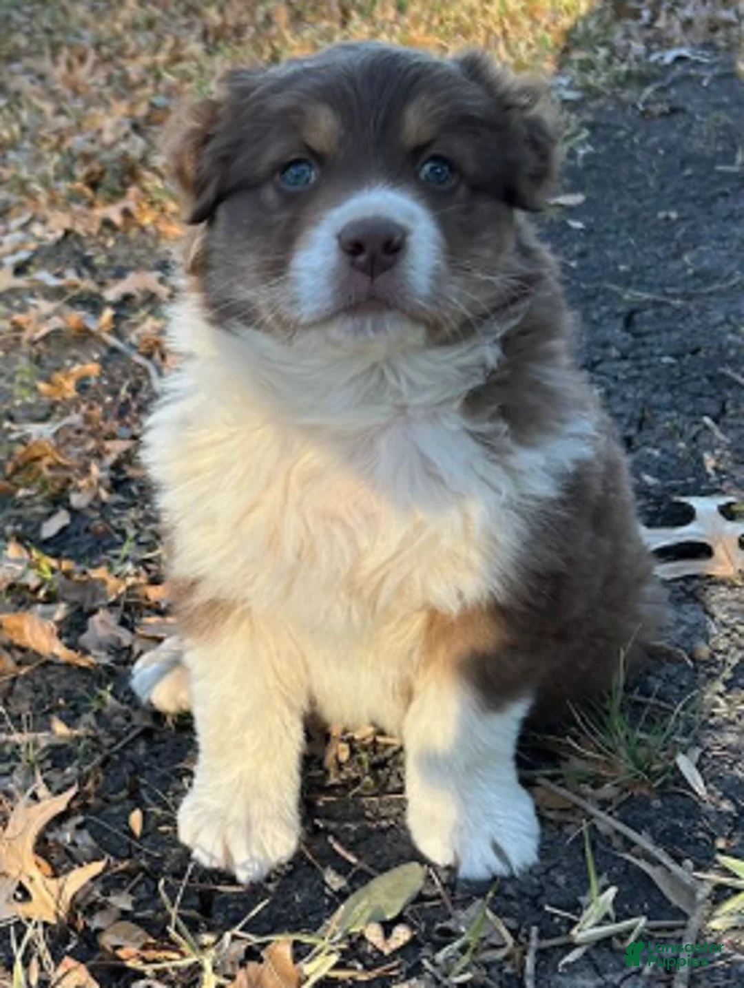 Australian Shepherd dogs for sale: Red Tri Male - Ad 6