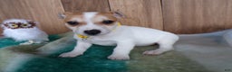 Jack Russell Terrier dogs for sale: Jack Russell Terrier Puppy 4 Samy - Ad 2