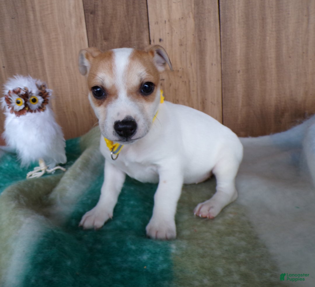 Jack Russell Terrier dogs for sale: Jack Russell Terrier Puppy 4 Samy - Ad 2