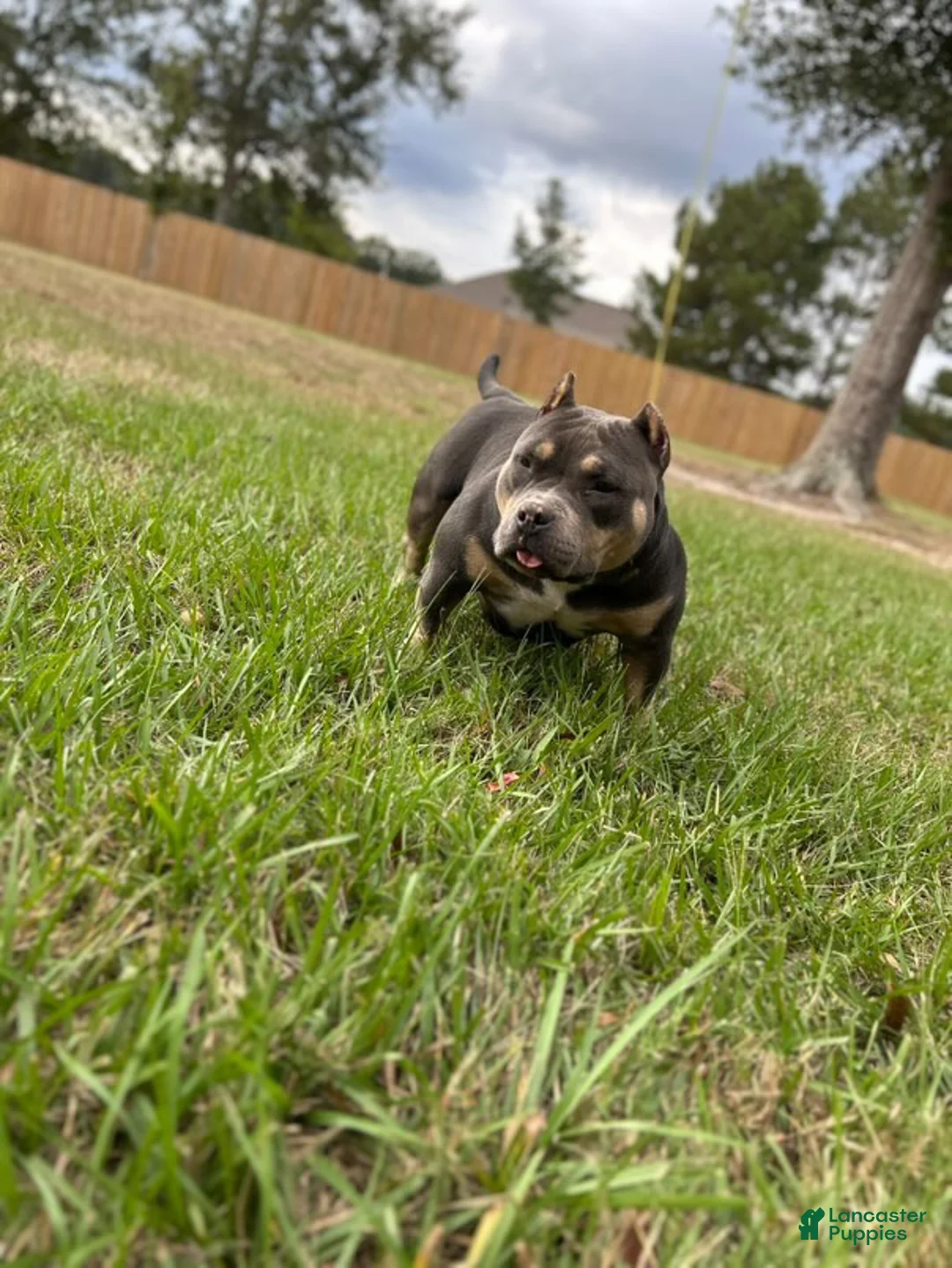 American Bully dogs for sale: American Bully Puppy 1 - Ad 10