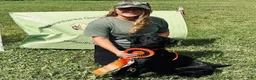 Labrador Retriever dogs for sale: Raven - Ad 4