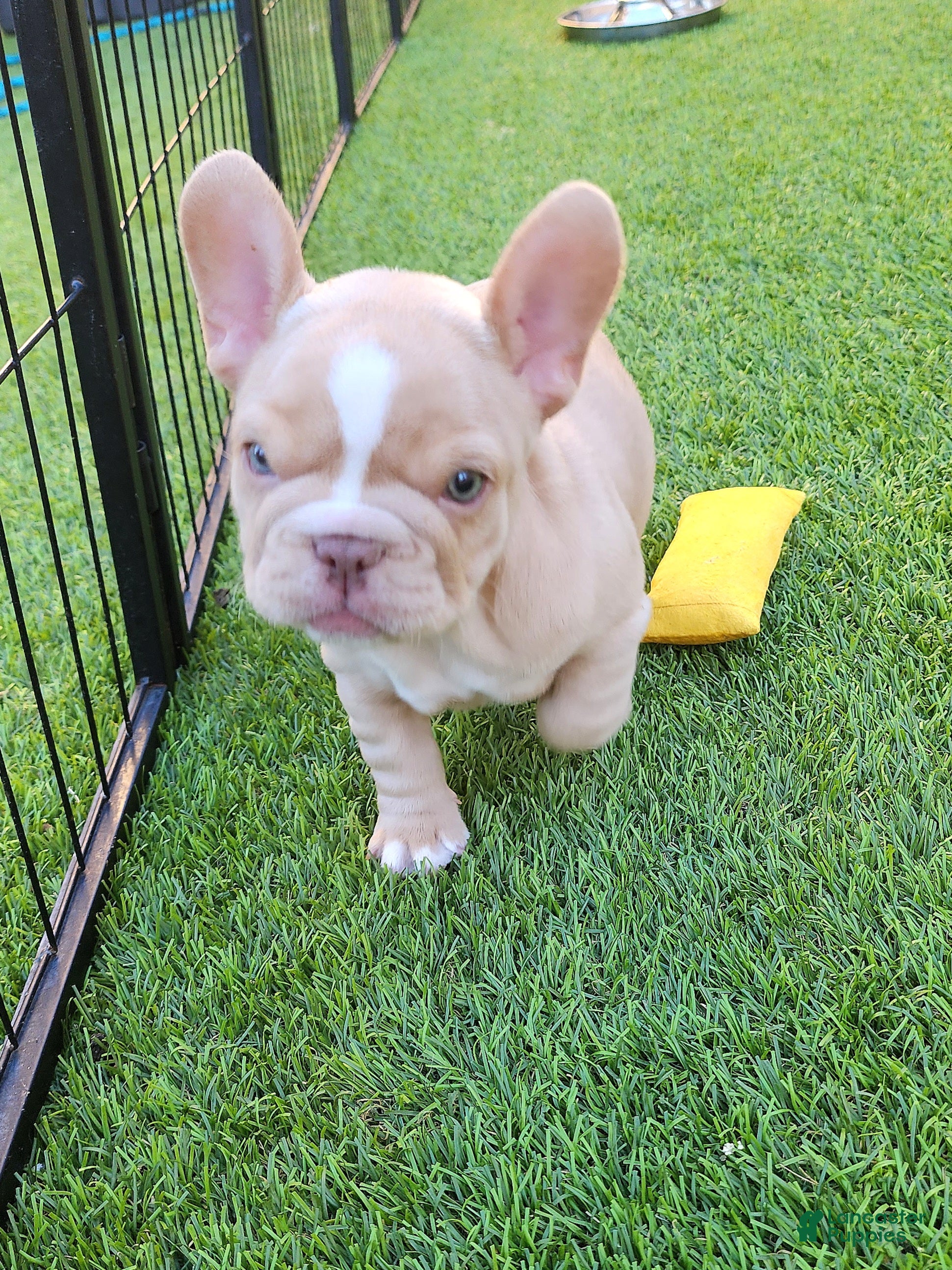 French Bulldog dogs Izzy - Ad 1