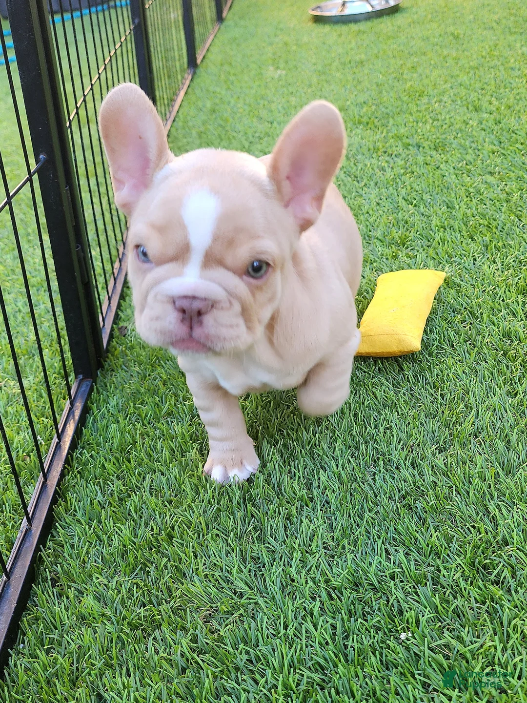 French Bulldog dogs for sale: Izzy - Ad 2