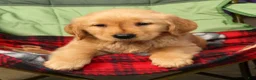 Golden Retriever dogs for sale: Ben - Ad 9