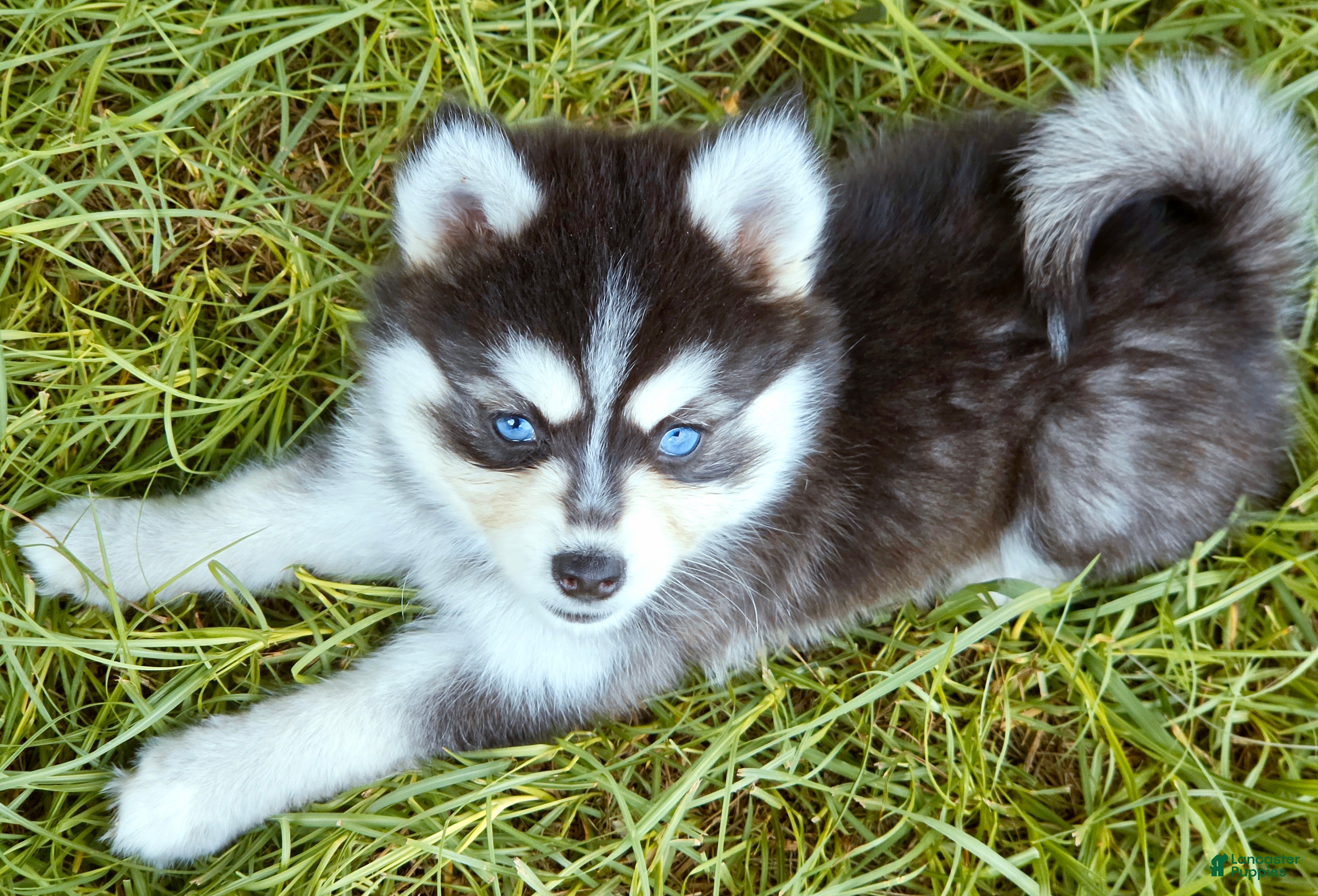 Pomsky dogs River - Ad 11