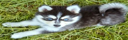 Pomsky dogs for sale: River - Ad 1