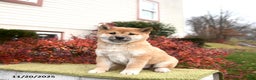 Shiba Inu dogs for sale: Fern - Ad 3