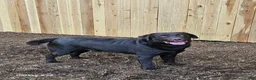 Labrador Retriever dogs for sale: penny - Ad 6